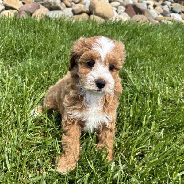 F1b Maltipoo Puppy for Sale