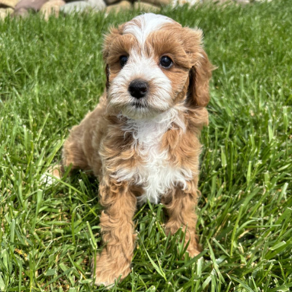 F1b Maltipoo Puppy for Sale