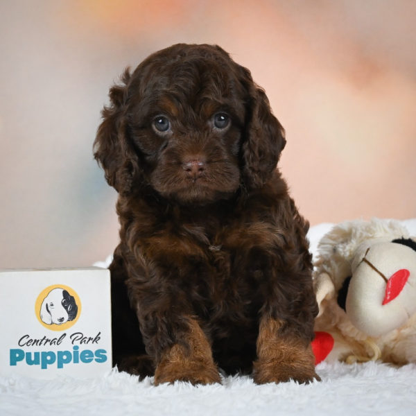 F1 Cockapoo Puppy for Sale