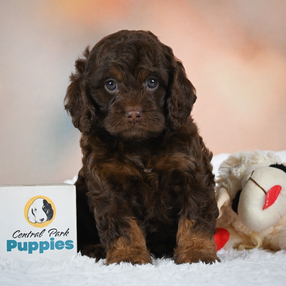 F1 Cockapoo Puppy for Sale in NYC