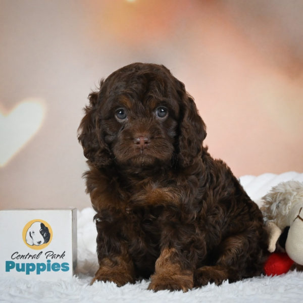 F1 Cockapoo Puppy for Sale