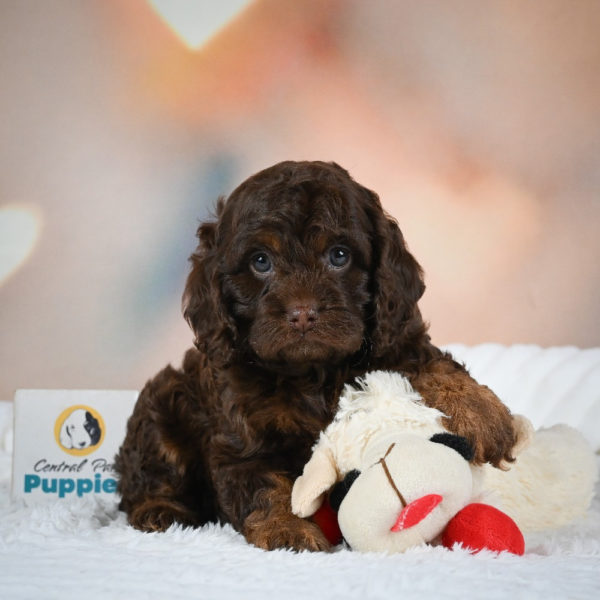 F1 Cockapoo Puppy for Sale