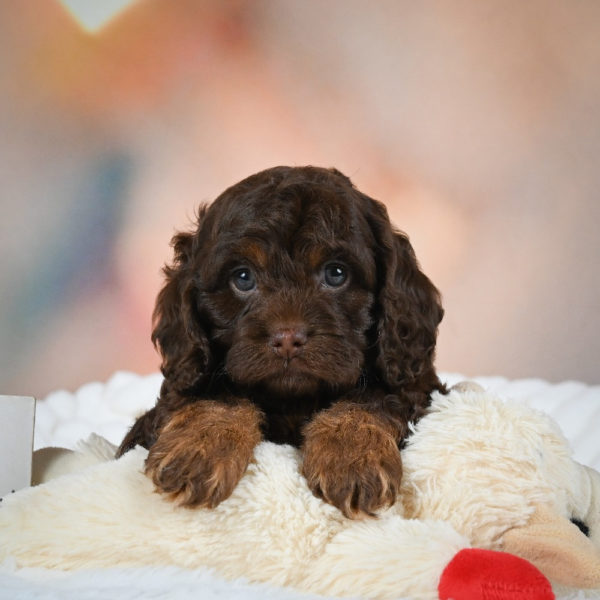 F1 Cockapoo Puppy for Sale