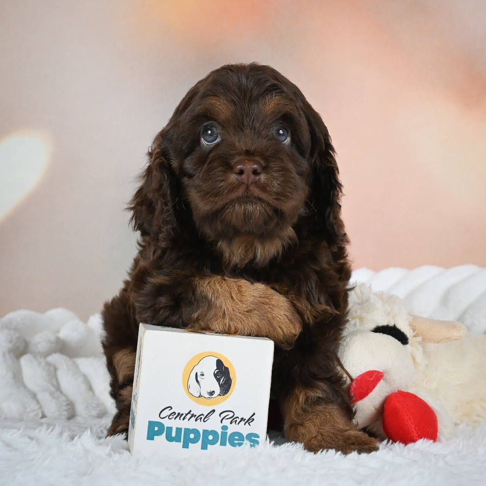 F1 Cockapoo Puppy for Sale in NYC