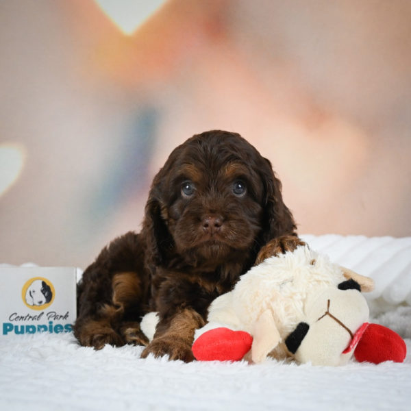 F1 Cockapoo Puppy for Sale
