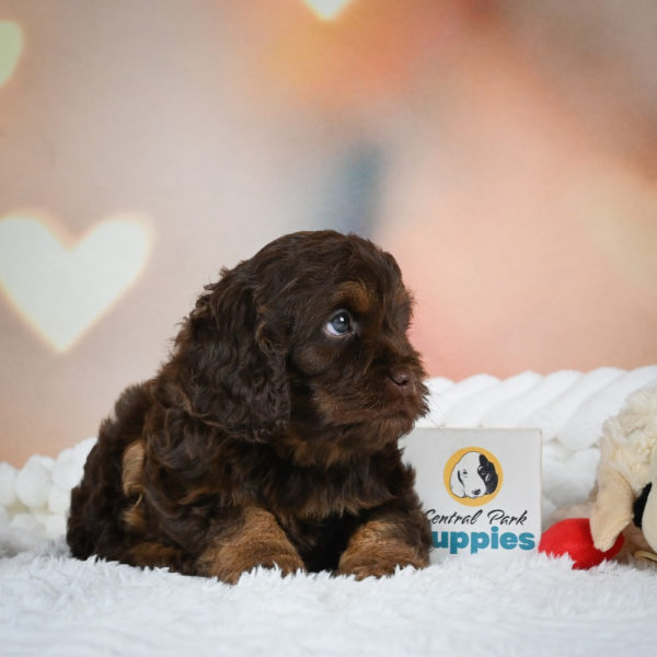 F1 Cockapoo Puppy for Sale