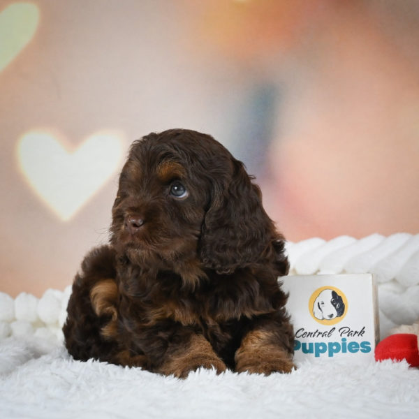 F1 Cockapoo Puppy for Sale