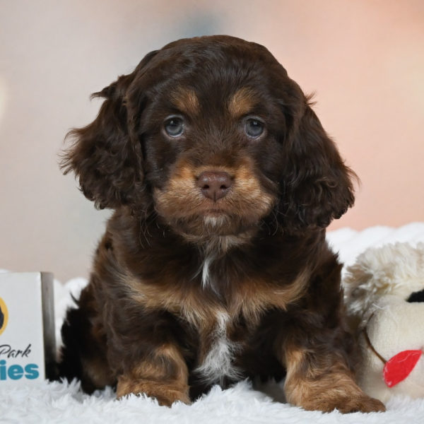 F1 Cockapoo Puppy for Sale