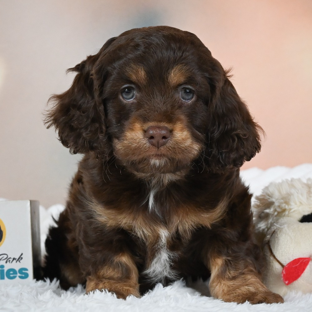 F1 Cockapoo Puppy for Sale in NYC