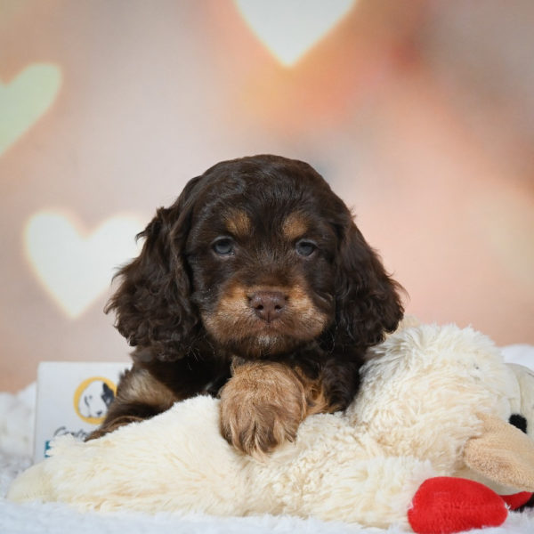 F1 Cockapoo Puppy for Sale