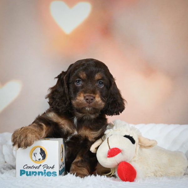 F1 Cockapoo Puppy for Sale