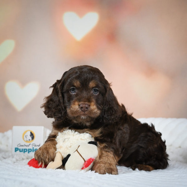 F1 Cockapoo Puppy for Sale