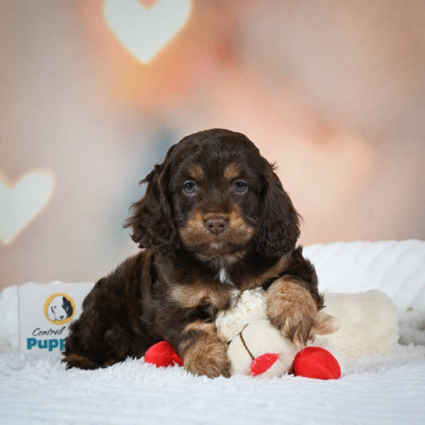 F1 Cockapoo Puppy for Sale