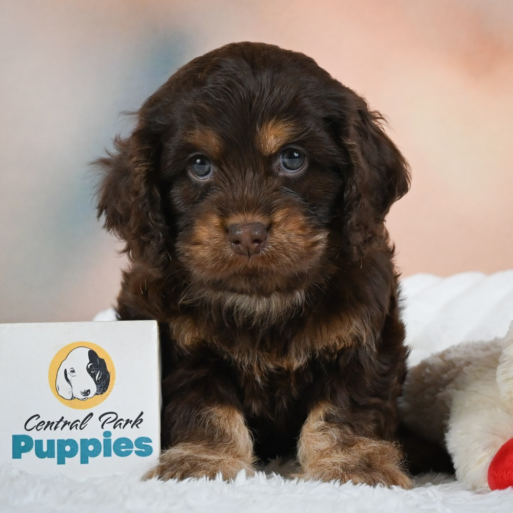 F1 Cockapoo Puppy for Sale in NYC