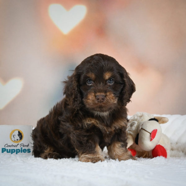 F1 Cockapoo Puppy for Sale