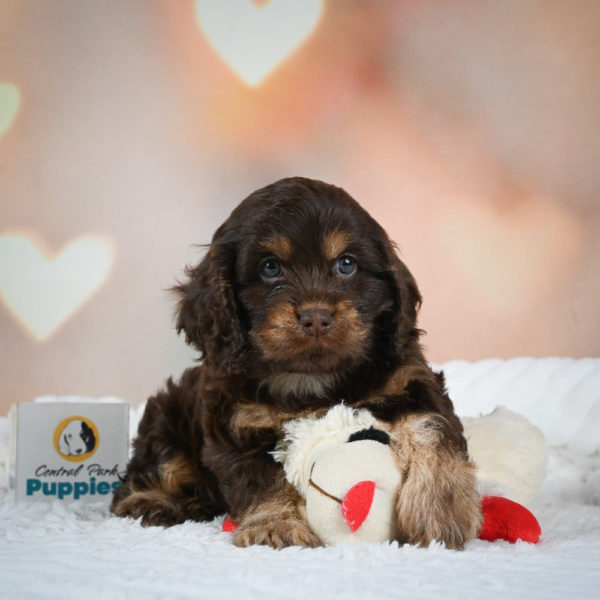 F1 Cockapoo Puppy for Sale