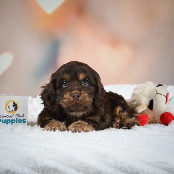 F1 Cockapoo Puppy for Sale