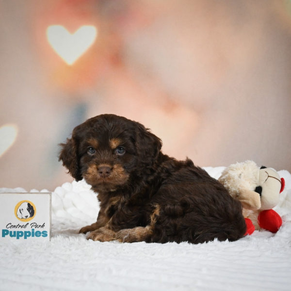 F1 Cockapoo Puppy for Sale
