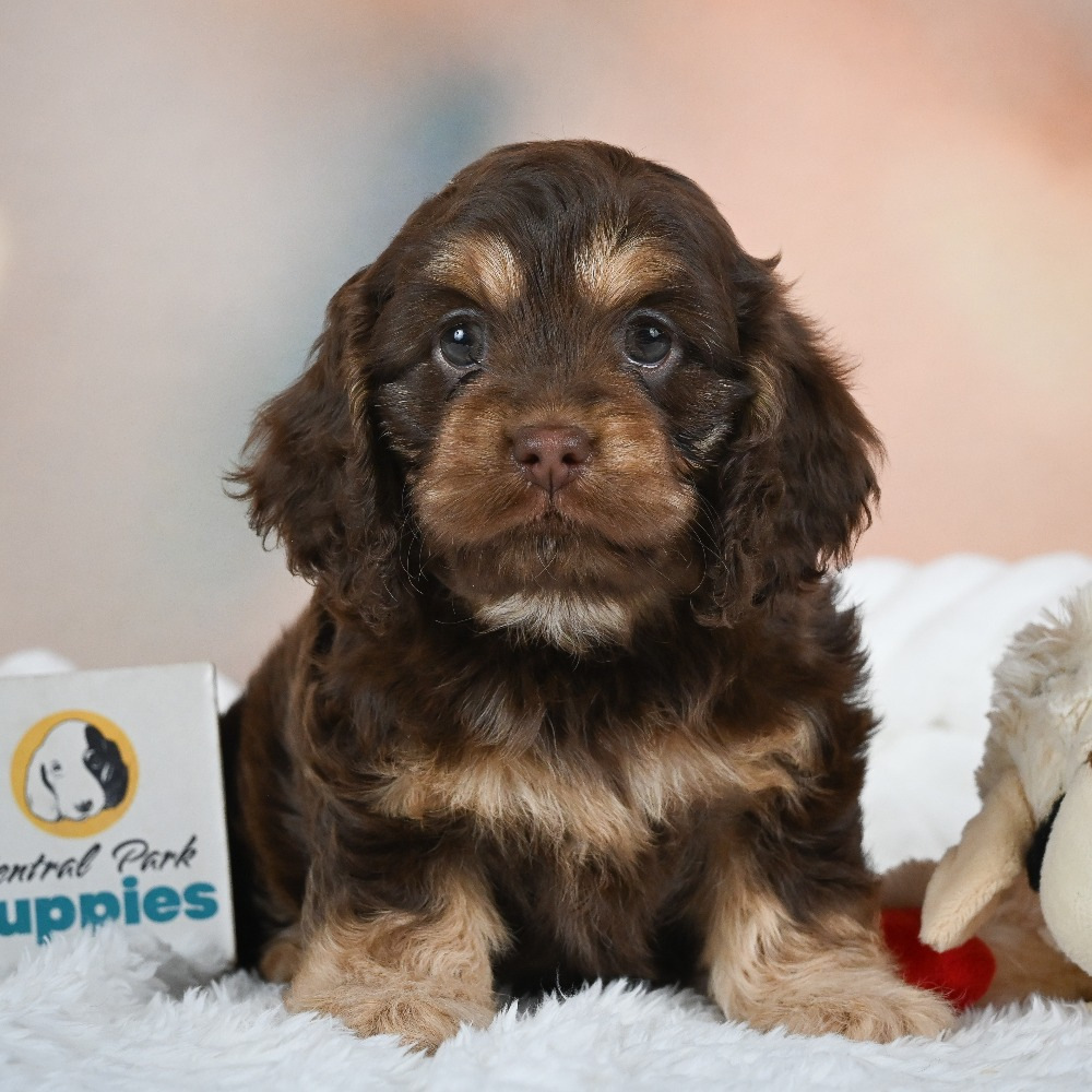 F1 Cockapoo Puppy for Sale in NYC