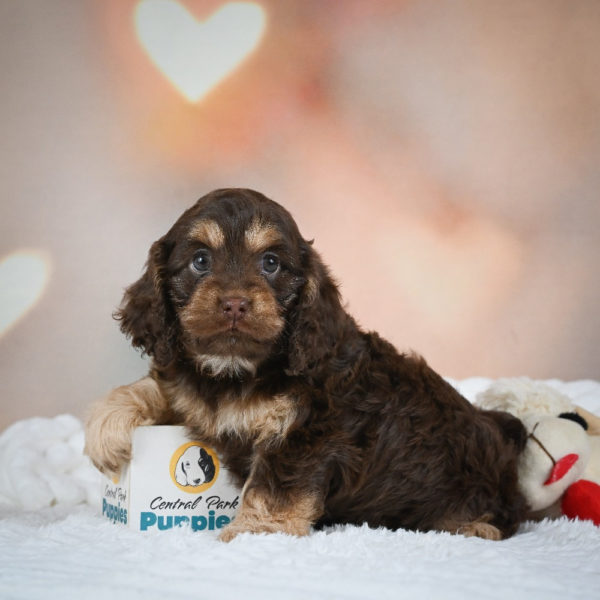 F1 Cockapoo Puppy for Sale