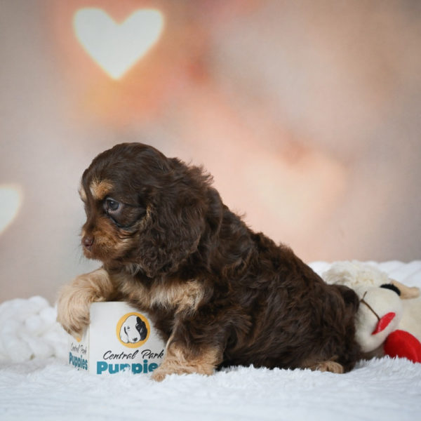 F1 Cockapoo Puppy for Sale