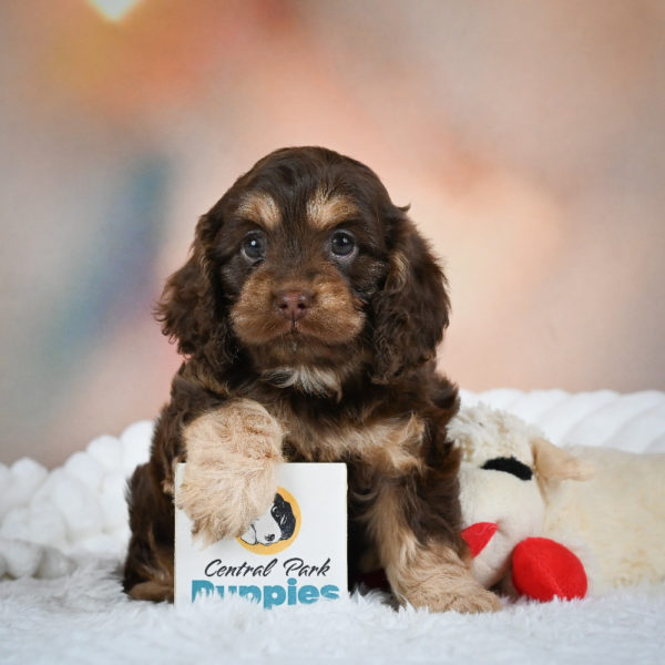F1 Cockapoo Puppy for Sale