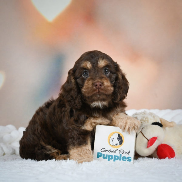 F1 Cockapoo Puppy for Sale