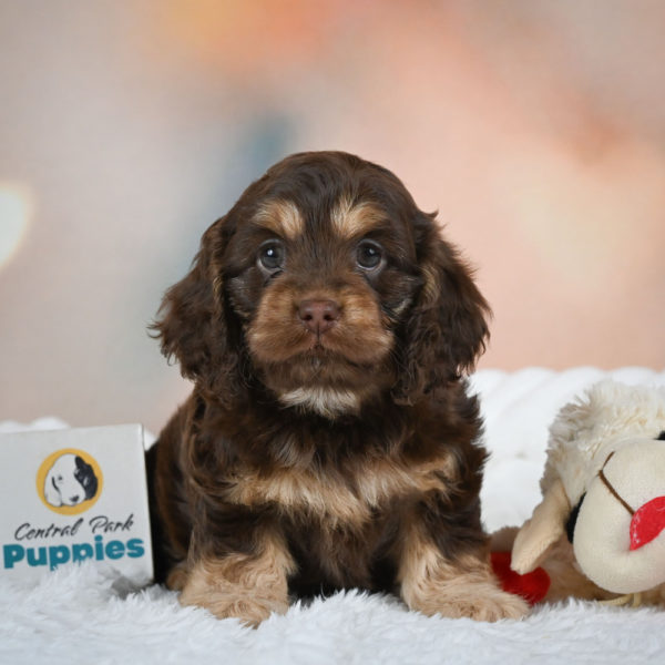 F1 Cockapoo Puppy for Sale
