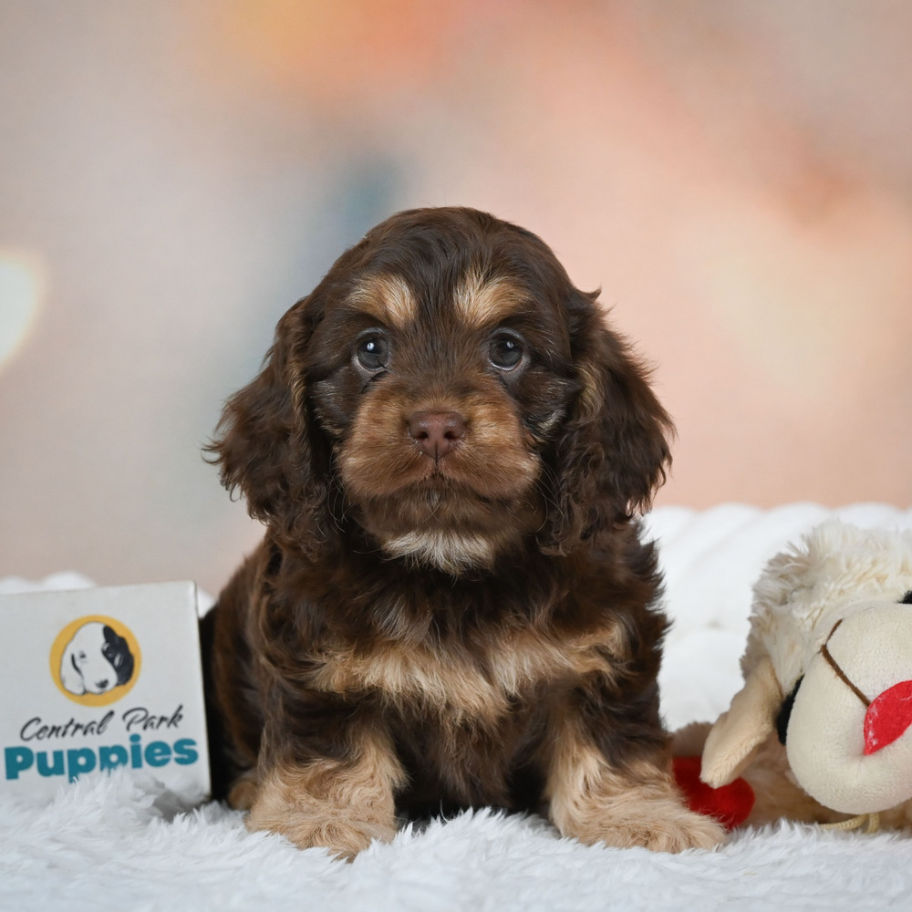 F1 Cockapoo Puppy for Sale in NYC