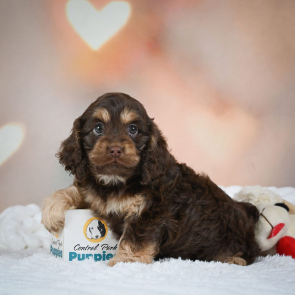 F1 Cockapoo Puppy for Sale