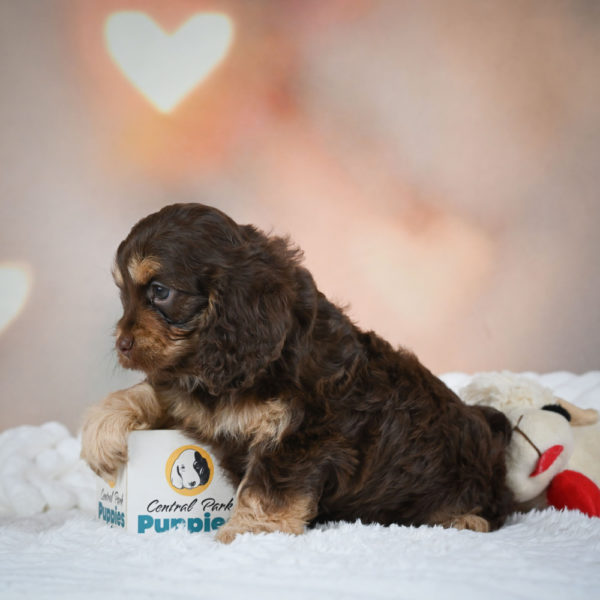 F1 Cockapoo Puppy for Sale