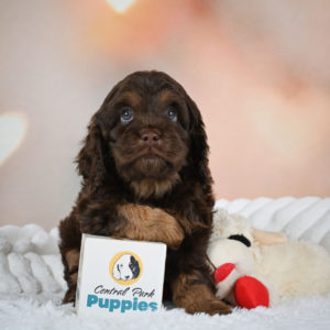 F1 Cockapoo Puppy for Sale