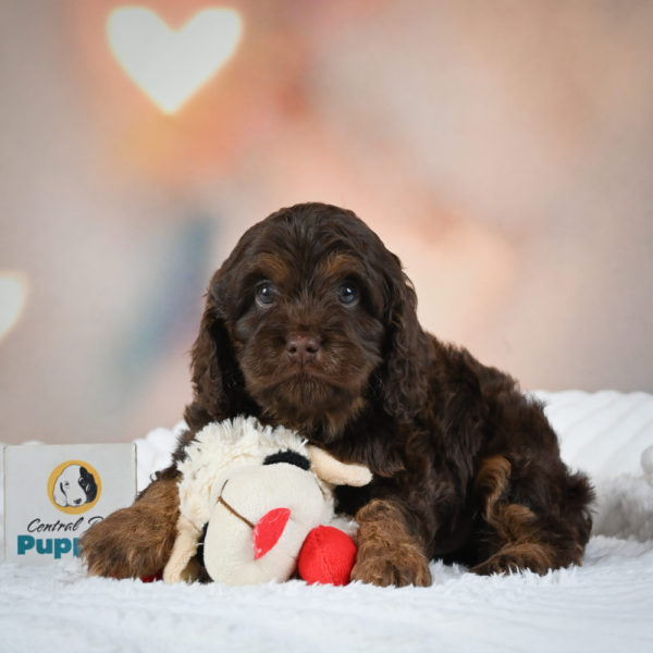 F1 Cockapoo Puppy for Sale