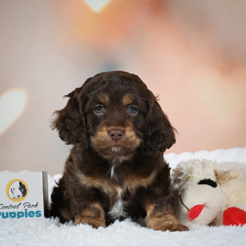 F1 Cockapoo Puppy for Sale in NYC