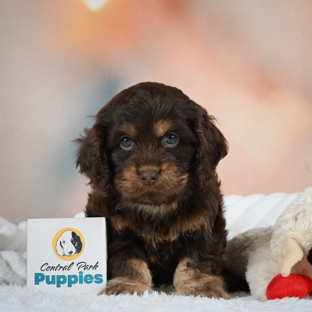 F1 Cockapoo Puppy for Sale in NYC