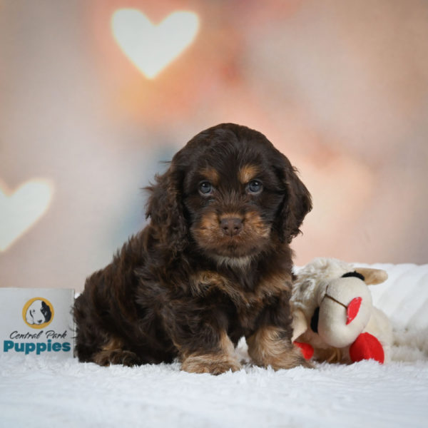 F1 Cockapoo Puppy for Sale
