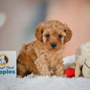 F1b Maltipoo Puppy for Sale