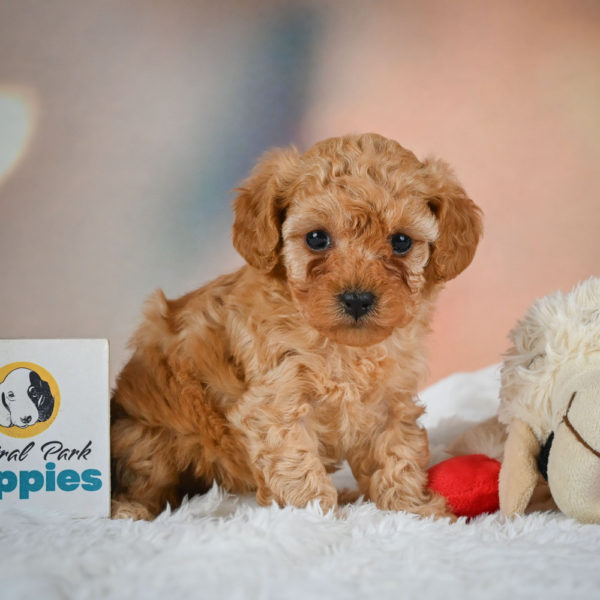 F1b Maltipoo Puppy for Sale