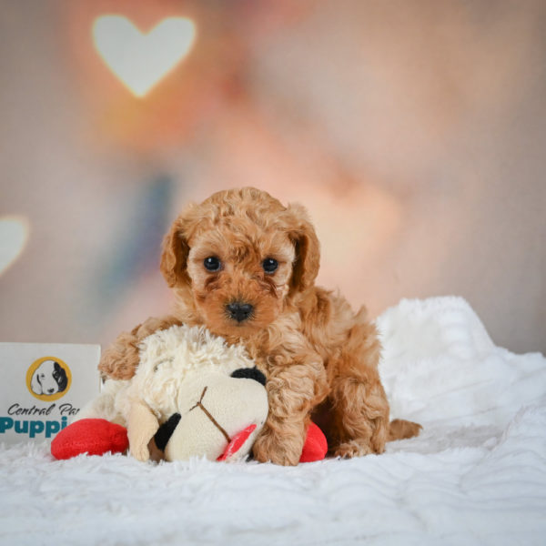 F1b Maltipoo Puppy for Sale