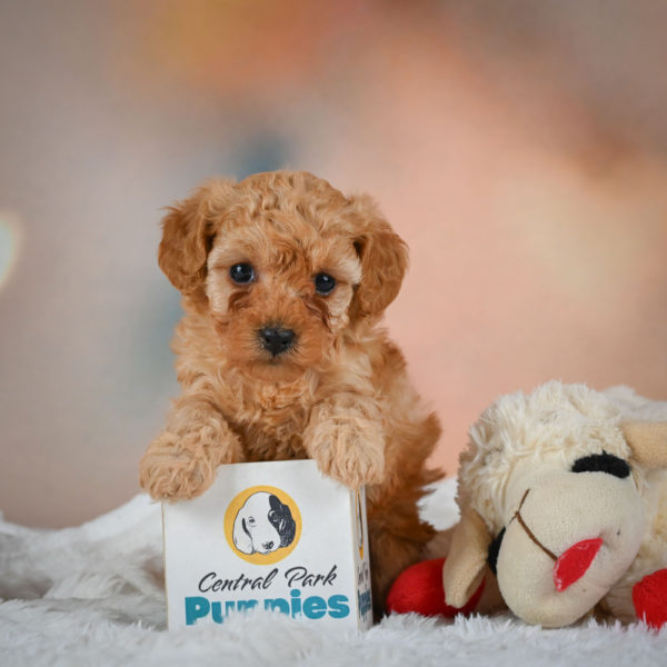 F1b Maltipoo Puppy for Sale