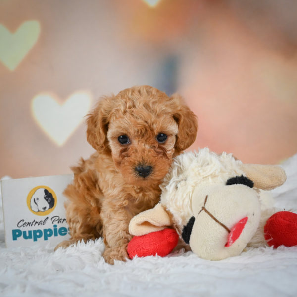 F1b Maltipoo Puppy for Sale