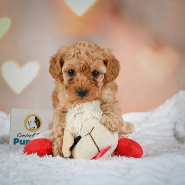 F1b Maltipoo Puppy for Sale