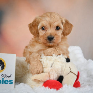 F1b Maltipoo Puppy for Sale