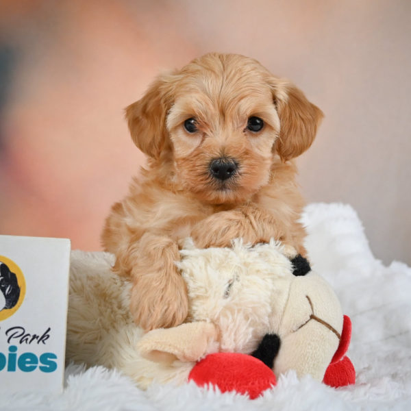 F1b Maltipoo Puppy for Sale