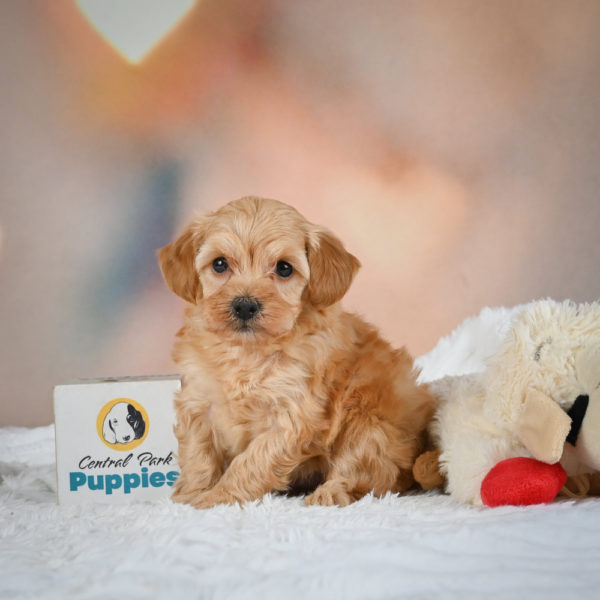 F1b Maltipoo Puppy for Sale