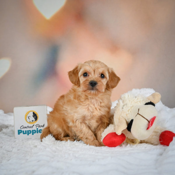 F1b Maltipoo Puppy for Sale