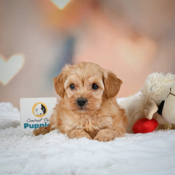 F1b Maltipoo Puppy for Sale