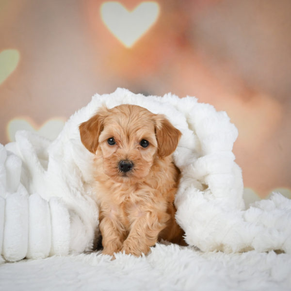 F1b Maltipoo Puppy for Sale
