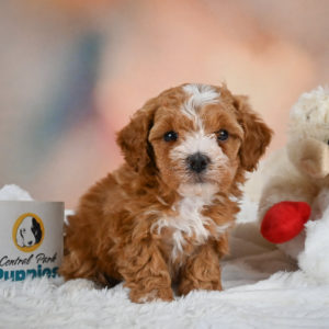 F1b Maltipoo Puppy for Sale