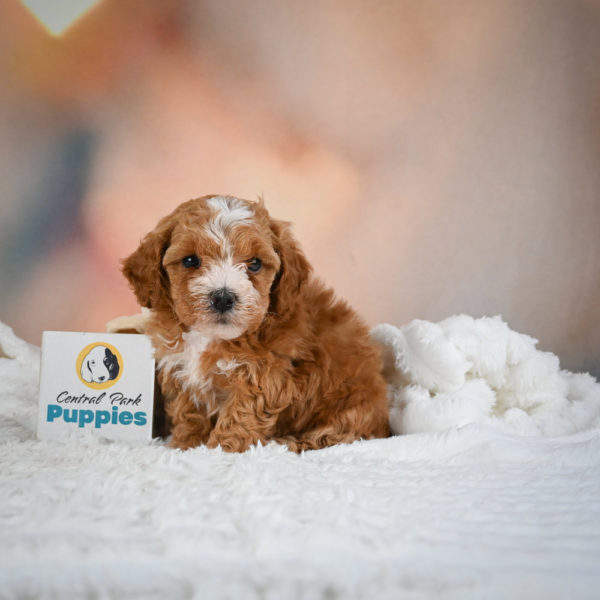 F1b Maltipoo Puppy for Sale